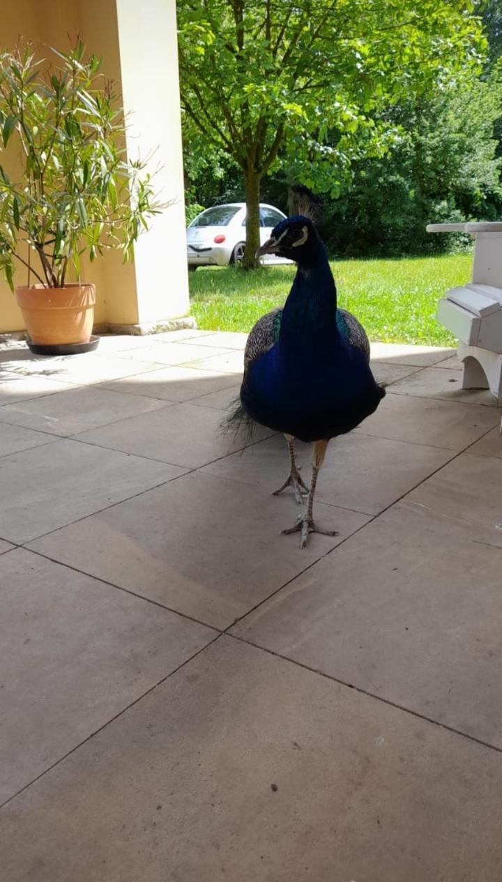 Schloss Tressow Bobitz Exterior foto